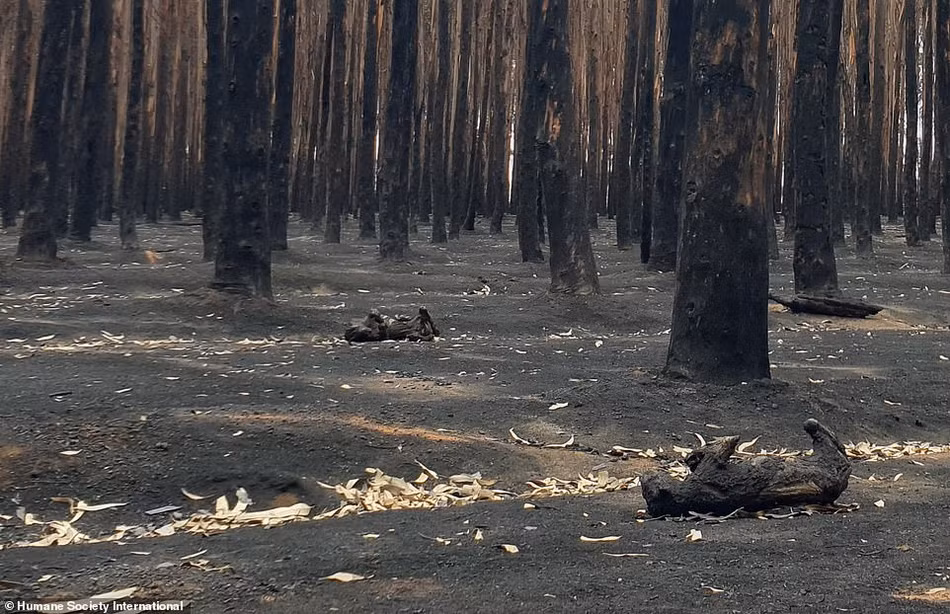 Trên đảo Kangaroo, xác động vật nằm rải rác trên nền đất rừng, trong khi đám cháy rừng ở Úc vẫn đang hoành hành. Xác hai con vật xấu số nằm cách nhau không xa, cháy đen đầy ám ảnh.