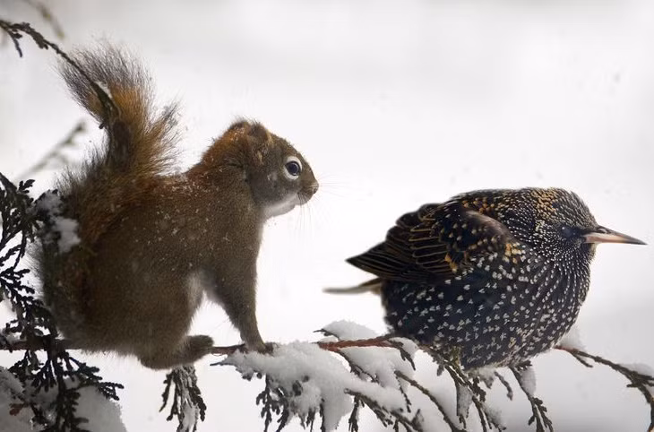 “Choang” loai soc tien hoa thong minh, biet nho chim lam gian diep