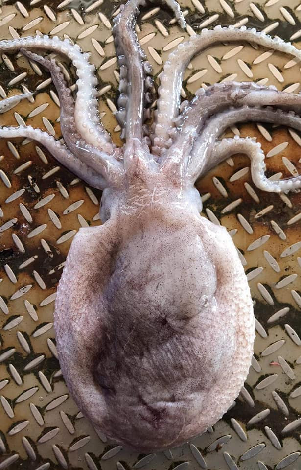 Di cau bach tuoc, sung sot phat hien bien the cuc hiem