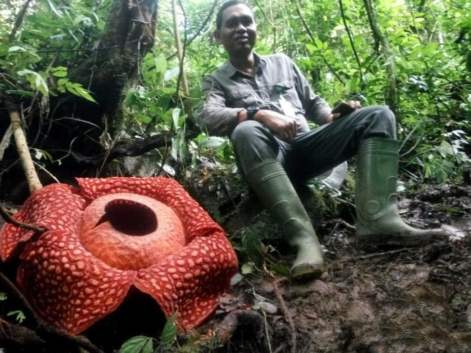 Xon xao vua hoa xac thoi lon nhat the gioi no ro-Hinh-2