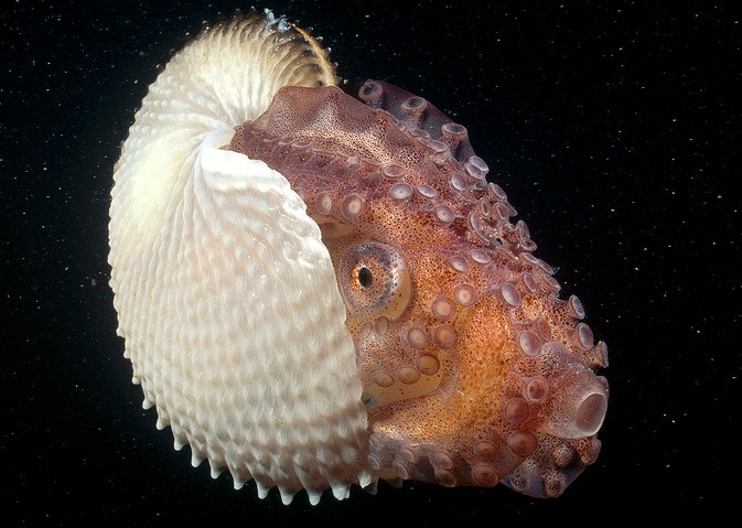 “Choang” chieu “yeu duong” quai di cua bach tuoc Argonaut