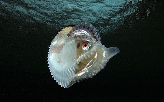 “Choang” chieu “yeu duong” quai di cua bach tuoc Argonaut-Hinh-3