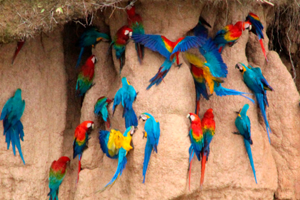 Đất sét và đất chứa nhiều natri, cũng như nhiều chất dinh dưỡng khác như kali và magiê, vì vậy những con vẹt thường xuyên ăn đất sét để bảo vệ sức khỏe và duy trì ngoại hình bóng bẩy, rực rỡ của mình.