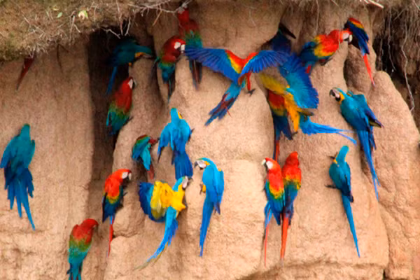 Đất sét và đất chứa nhiều natri, cũng như nhiều chất dinh dưỡng khác như kali và magiê, vì vậy những con vẹt thường xuyên ăn đất sét để bảo vệ sức khỏe và duy trì ngoại hình bóng bẩy, rực rỡ của mình.