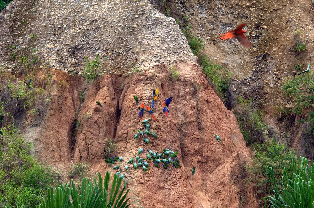 Đất sét từng được phát hiện có khả năng hấp thu vi khuẩn và làm dịu chứng tiêu chảy ở heo vòi, voi rừng và khỉ đột sống trên núi.