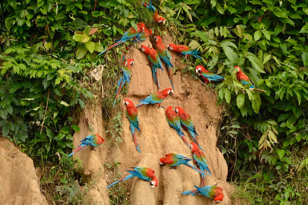 Hành vi này được lý giải trong giới động vật là một dạng động vật tự chữa bệnh, cũng như góp phần hỗ trợ cho dạ dày co bóp thức ăn ở một số loài điểu cầm.