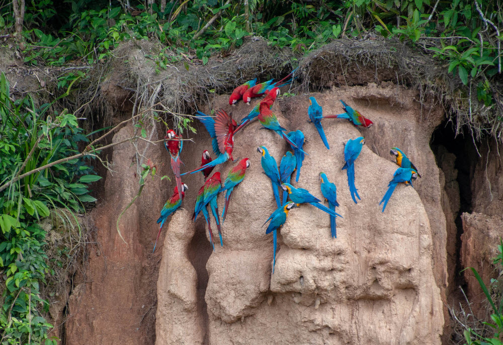 Hành động này được coi là một chiến lược "khử độc", giữ gìn nhan sắc của những con vẹt.