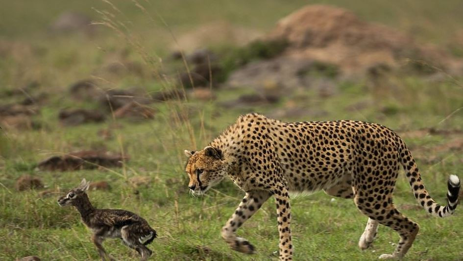 Linh duong so sinh nham sinh vat 