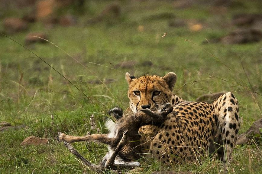 Linh duong so sinh nham sinh vat 