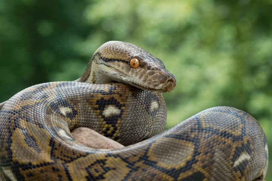 Đi vệ sinh nửa đêm, "chết đứng" thấy trăn khổng lồ nhìn chằm chằm Di ve sinh nua dem,