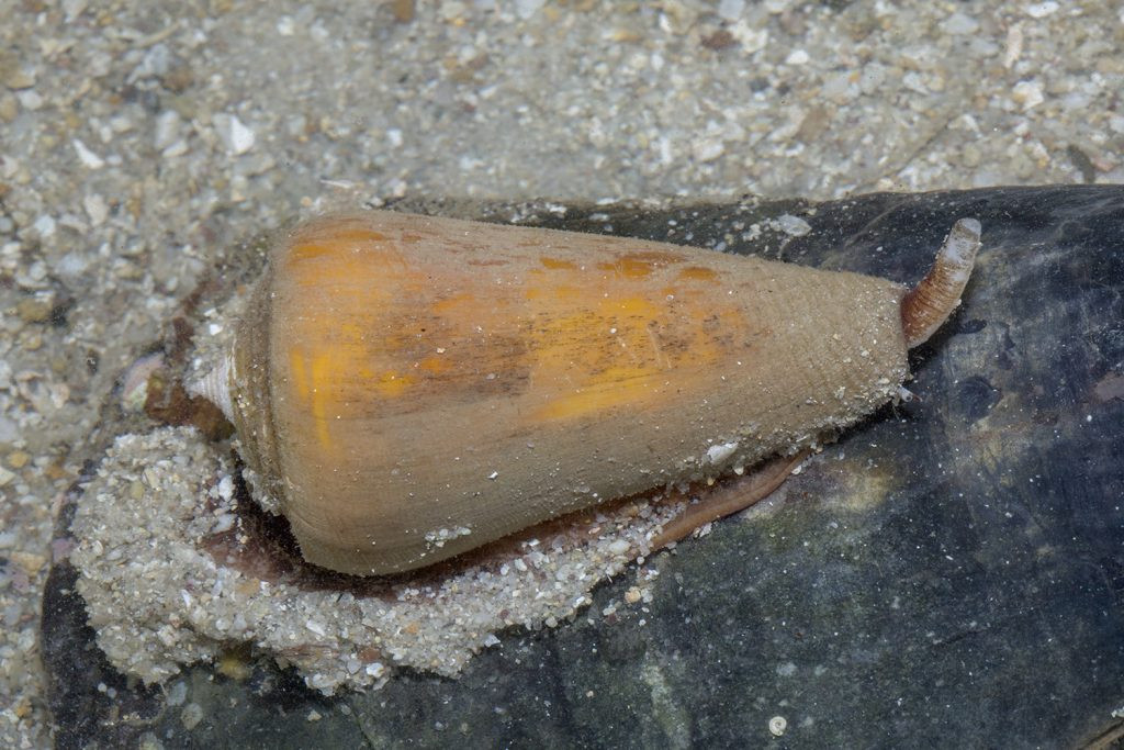 Top 5 dong vat tuong hien lanh la 