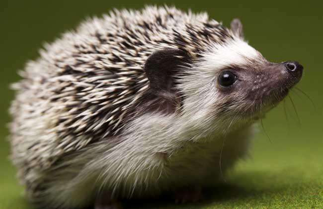 Con nhím này bò vào cốc giấy để tìm thức ăn, nhưng vì gai trên cơ thể, nó không thể lui khỏi cốc, cơ thể bị kẹt cứng bên trong. Nếu không giải cứu kịp thời con nhím, nó có khả năng chết đói.