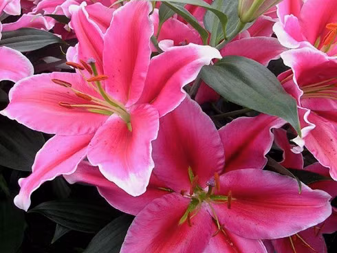 Canh giac voi nhung loai hoa ngay Tet dep nhung “doc”