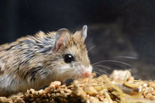 Cơ chế kháng độc của chuột Onychomys torridus cũng được nghiên cứu.