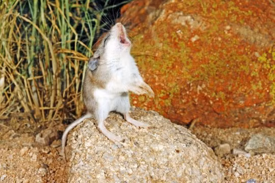 Theo tìm hiểu, loài chuột kỳ lạ này được gọi là Onychomys torridus, sống ở sa mạc Sonoran, Mỹ. Chúng sở hữu khả năng kháng độc tuyệt vời, có thể kháng được những nọc độc cực mạnh.