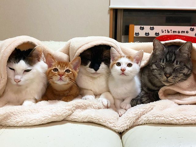 Thế nhưng một thanh niên ở Nhật Bản không có mối lo này. Cả sáu con mèo mà anh nuôi đều có tình cảm cực tốt.