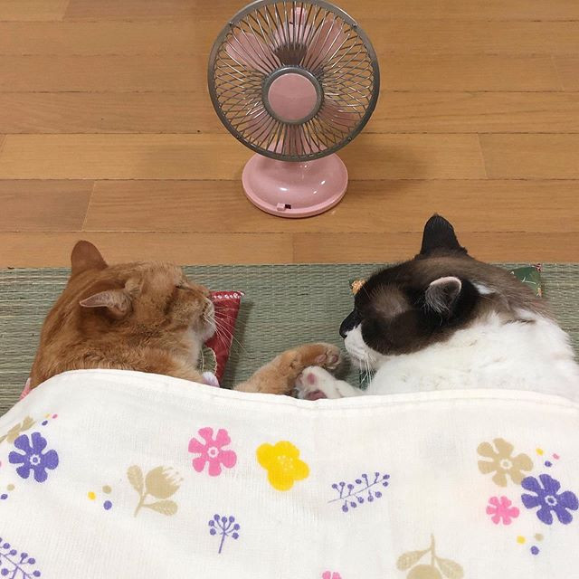 Chúng yêu thương, chăm sóc nhau chẳng khác nào người nhà.