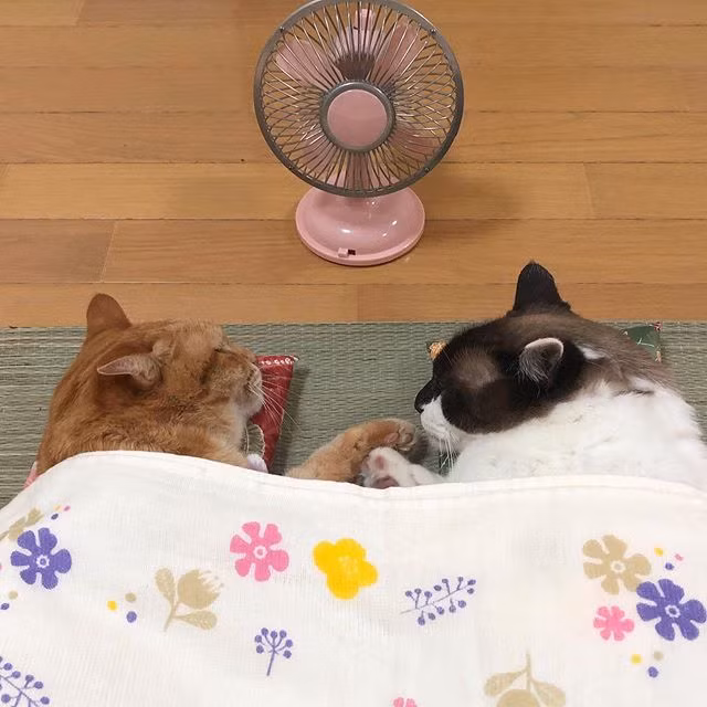 Chúng yêu thương, chăm sóc nhau chẳng khác nào người nhà.