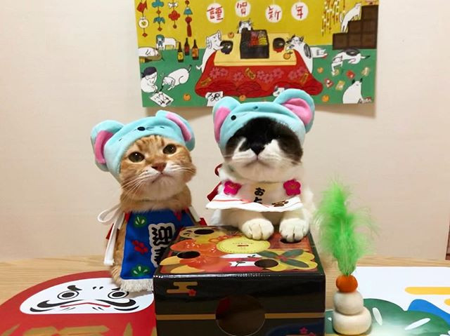 Chứng kiến cuộc sống ngọt ngào, thoải mái lại ấm áp, yên bình của "biệt đội mèo cưng", nhiều người không khỏi ghen tị, ngưỡng mộ.