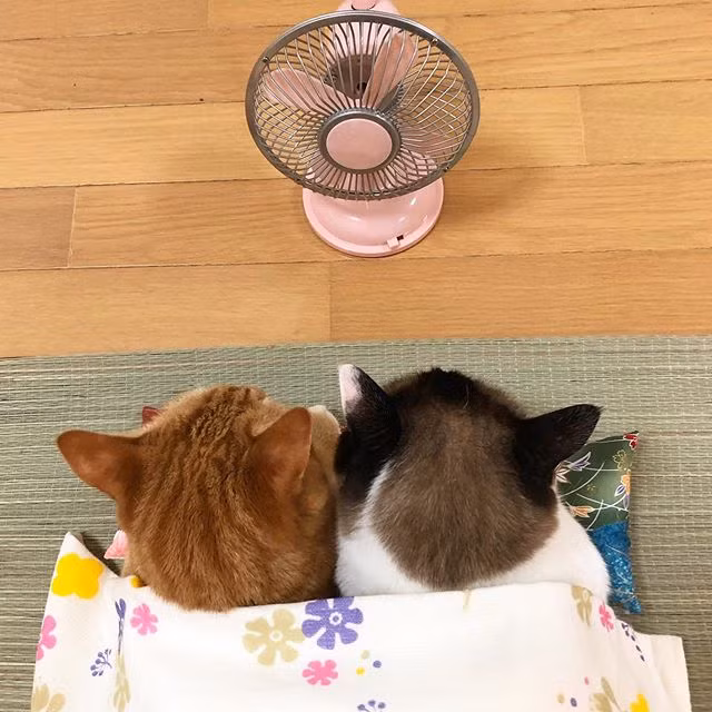 Có thể nói, những con mèo thực sự coi nhau là anh em ruột. Chủ nhân của 6 con mèo gọi đây là "biệt đội mèo cưng". Những hình ảnh ấm áp và lãng mạn của biệt đội dễ dàng làm "tan chảy" trái tim của mọi người.