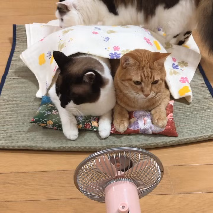 Thậm chí, những con mèo còn nắm tay nhau khi ngủ, một tấc cũng không rời.