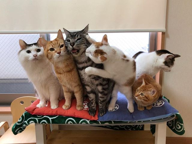 Rất nhiều người muốn biết bí kíp của chàng thanh niên người Nhật. Làm sao để nuôi 6 con mèo chung sống hòa bình với nhau. Hơn nữa chúng lại rất hợp tác khi chụp ảnh.