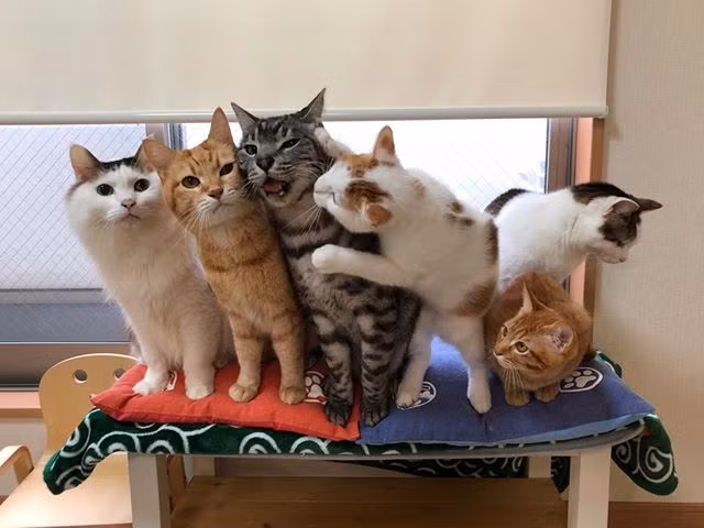 Rất nhiều người muốn biết bí kíp của chàng thanh niên người Nhật. Làm sao để nuôi 6 con mèo chung sống hòa bình với nhau. Hơn nữa chúng lại rất hợp tác khi chụp ảnh.