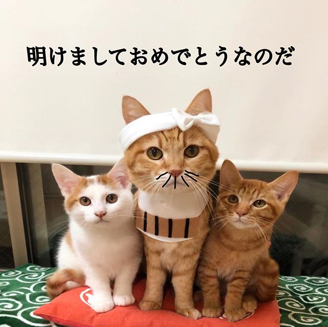 Hiện tại, thời tiết lạnh lẽo, những còn mèo yêu thích nhất là ôm lấy nhau và cùng ngủ say. Chúng thể hiện sự hiểu ngầm, ăn ý thông qua tư thế ngủ giống hệt nhau.