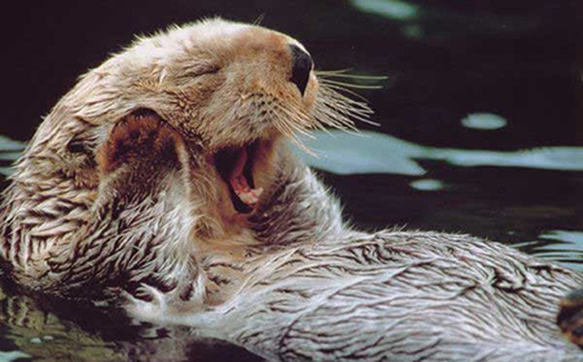 “Lat tay” bo mat that rai ca, chuyen cuong buc hai cau con-Hinh-2