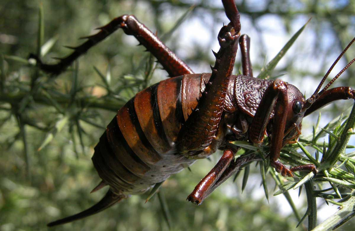 Het hon nhung con trung da xau con to het phan thien ha