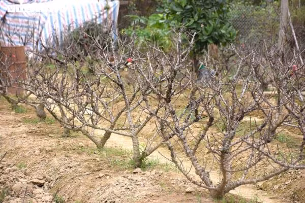 Ông Lê Đình Tuân (62 tuổi) chủ vườn đào Lê Hồng ở thôn Đồng Dụ cho hay, những cây đến ngày giao hàng được đánh bồng, chuẩn bị đưa vào chậu hoặc bọc bao, quấn dây trước khi chuyển tới tay khách thuê đào.