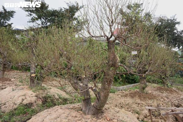 Theo các chủ vườn, so với những năm trước, giá đào cho thuê năm nay cao hơn 500.000 – 2.000.000 đồng/gốc nhưng không vì thế lượng người thuê cây "giảm nhiệt". Hàng ngày, khu trồng đào tập trung ở xã Đặng Cương thu hút hàng trăm lượt khách tới đặt thuê đào Tết với giá có cây lên tới hơn chục triệu đồng.