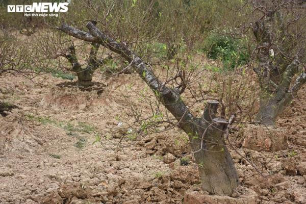 Vị khách trong ảnh rất ưng cây đào này. Tuy nhiên, họ chỉ có thể được ngắm bằng những bức ảnh chụp lại vì theo tiết lộ của chủ vườn, cây được người khác thuê với giá 9 triệu đồng và chỉ chờ ngày chở đi.