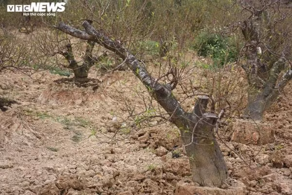 Vị khách trong ảnh rất ưng cây đào này. Tuy nhiên, họ chỉ có thể được ngắm bằng những bức ảnh chụp lại vì theo tiết lộ của chủ vườn, cây được người khác thuê với giá 9 triệu đồng và chỉ chờ ngày chở đi.