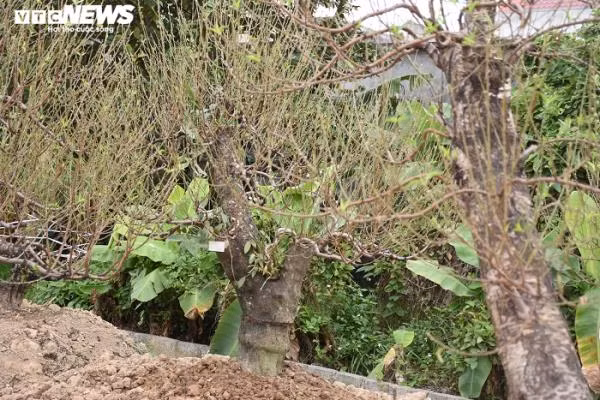 Cây đào trong ảnh được thuê với giá 12 triệu đồng. Trên thân cây, ông Thêm trồng hoa lan để tạo tiểu cảnh giúp gốc đào thêm bắt mắt.