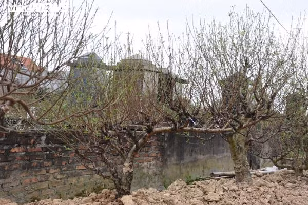 Từ thời điểm đào được khách thuê, người trồng đào phải chăm sóc, bảo đảm đến khi giao hàng cho khách (từ 20 đến 26 tháng Chạp) nụ đào to đều, hoa nở tầm 30% thì mới đạt tiêu chuẩn. Sau đó, tầm mùng 7 Tết trở ra, các vườn lại theo lịch hẹn đến thu gốc về để tiếp tục chăm sóc cho vụ sau.