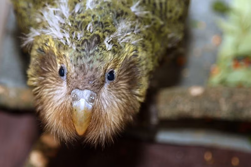 Có thể nói, hầu như vẹt kakapo không có bất cứ một cơ chế phòng vệ chủ động nào. Thậm chí đôi lần vì tò mò, loài vẹt này còn tự dẫn xác vào chốn hiểm nguy mà vẫn vô tư, không hề hay biết.