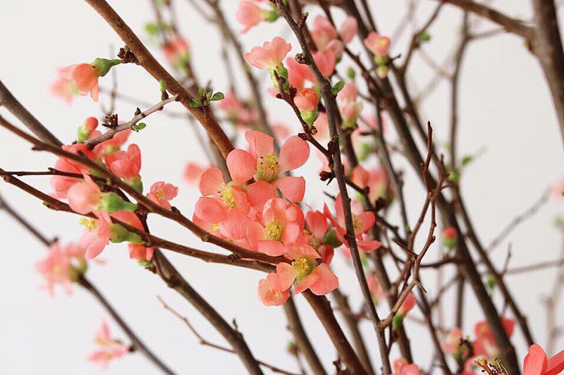 Tet nha giau, binh anh dao trai vu, hang ngoai xach tay gia chuc trieu