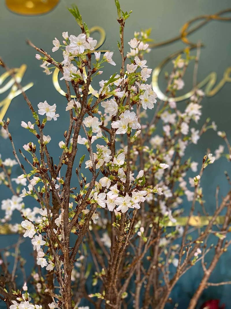 Tet nha giau, binh anh dao trai vu, hang ngoai xach tay gia chuc trieu-Hinh-2