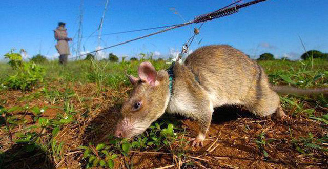 Sau khi phát hiện vật thể lạ nằm bên dưới mặt đất, chúng sẽ dừng tại chỗ và dùng chân cào đất để báo hiệu cho người giám sát.