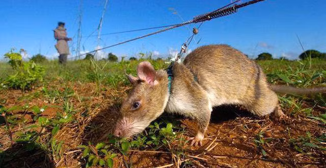 Sau khi phát hiện vật thể lạ nằm bên dưới mặt đất, chúng sẽ dừng tại chỗ và dùng chân cào đất để báo hiệu cho người giám sát.