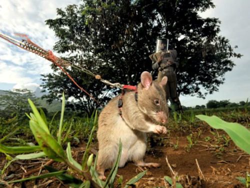 Từ khi mở mắt chào đời, loài chuột khổng lồ Gambia được huấn luyện làm quen với con người và phản ứng đúng cách với kích thích từ môi trường xung quanh.