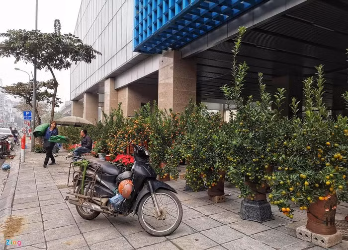 Bên phía mặt phố Cát Linh, các chậu quất cảnh được xếp san sát từ trong gầm nhà ga ra đến vỉa hè.