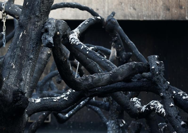 Am anh vuon thu chay, hon 30 dong vat chet tham-Hinh-3