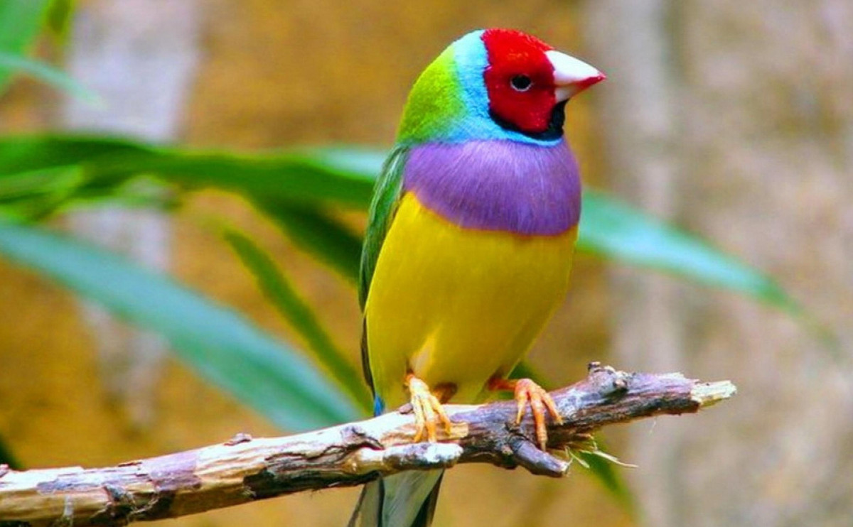 Thực tế, sẻ Gouldian đầu đỏ không phổ biến trong tự nhiên do áp lực đối trọng. Thiên nhiên thực sự rất tuyệt vời".