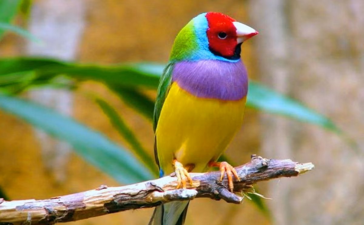 Thực tế, sẻ Gouldian đầu đỏ không phổ biến trong tự nhiên do áp lực đối trọng. Thiên nhiên thực sự rất tuyệt vời".