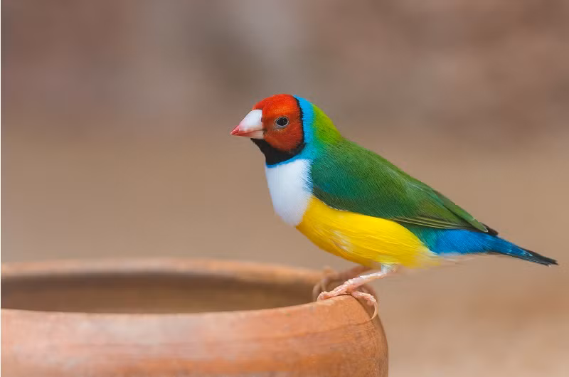 Theo Kang Wook Kim, một nhà nghiên cứu chính: "Hầu hết mọi người đã nghe nói về chọn lọc tự nhiên rồi nhỉ? Thế nhưng thuyết "kẻ mạnh nhất là kẻ sống sót" không giải thích được về sự đa dạng màu sắc của chim sẻ Gouldian. Chúng tôi đã nhận ra, sẻ Gouldian có một quá trình tiến hóa khác biệt, chúng lựa chọn cân bằng, duy trì các màu sắc khác biệt đen, đỏ, vàng cam qua hàng ngàn thế hệ".