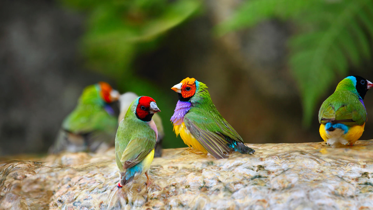 Thực tế, sẻ Gouldian đầu vàng cam chiếm chưa đến 1% số lượng sẻ Gouldian trong tự nhiên, còn sẻ Gouldian đầu đen vẫn khá phát triển. Các nhà nghiên cứu hiếu kỳ, tại sao sẻ Gouldian đầu đen không hề bị lép về mặc dù chúng bị sẻ Gouldian đầu đỏ chèn ép như vậy.