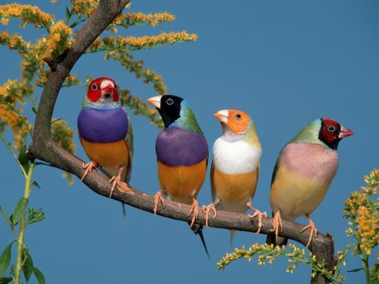 Có thể thấy, đào hoa quá cũng không hẳn là chuyện tốt.