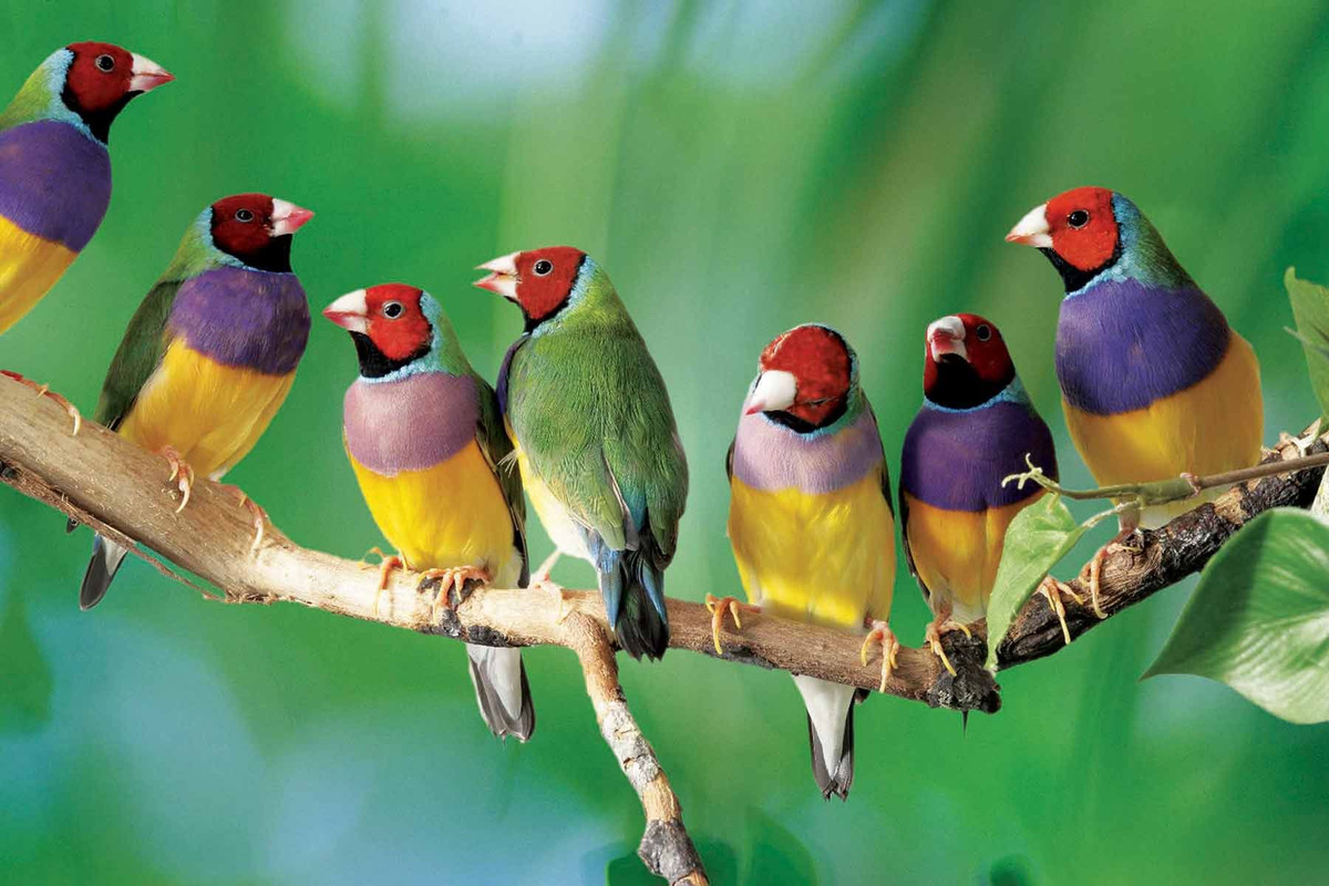 David Toews, đồng tác giả nghiên cứu cho biết thêm: "Nếu những ưu thế bị giảm bớt bởi những bất lợi đồng thời xảy ra, những biến thể màu của chim sẻ Gouldian sẽ được duy trì, đó là sự lựa chọn cân bằng..